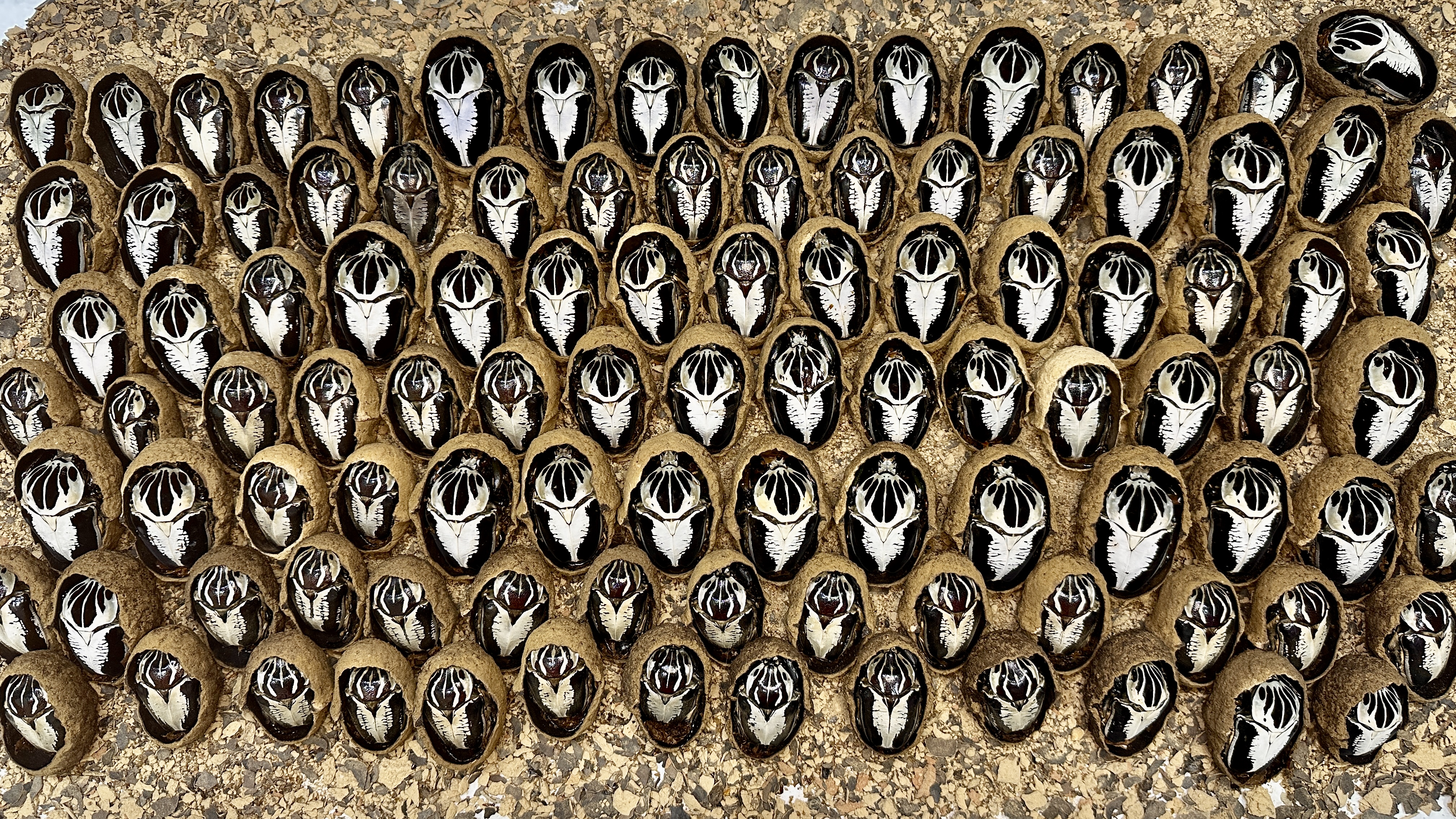 Goliathus sp.